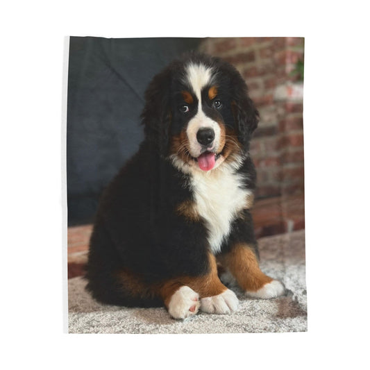 Plush Blanket showcasing "George" the Bernese Mountain Puppy, in real life!